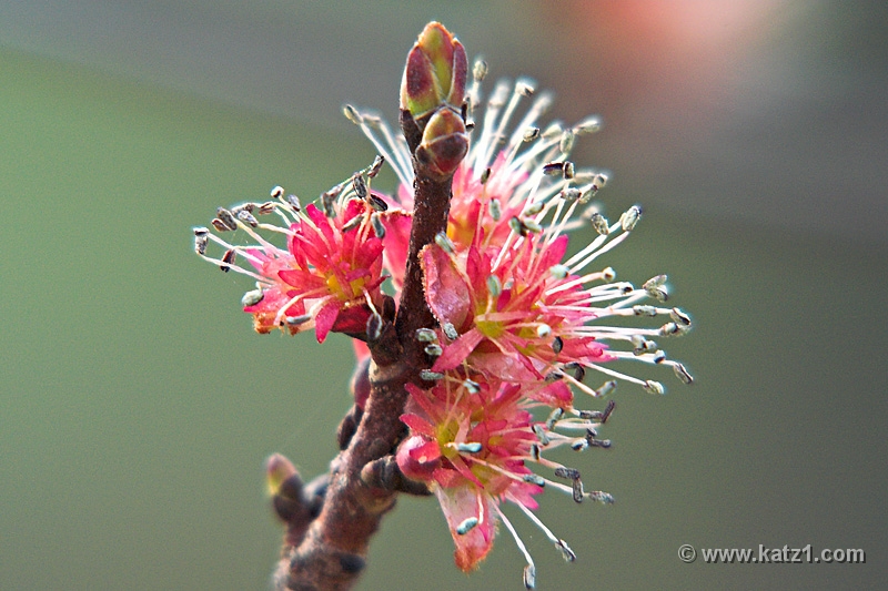 Spring Bud 3